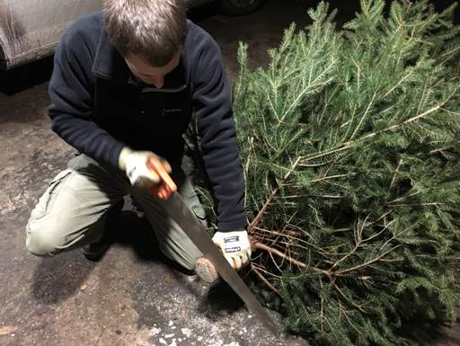 Sawing one inch from Christmas tree in garage